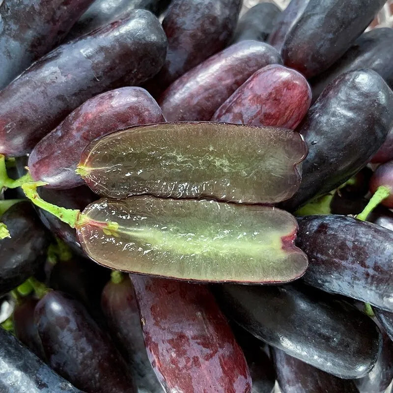 Sapphire Grape Seeds For Backyard Fruit Garden