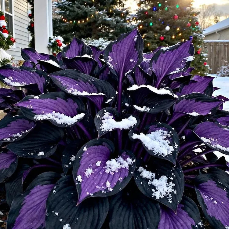 🔥2026 Hot Selling 🌌 Dark Purple Heart Hosta Seeds, a perennial garden plant that is easy to grow
