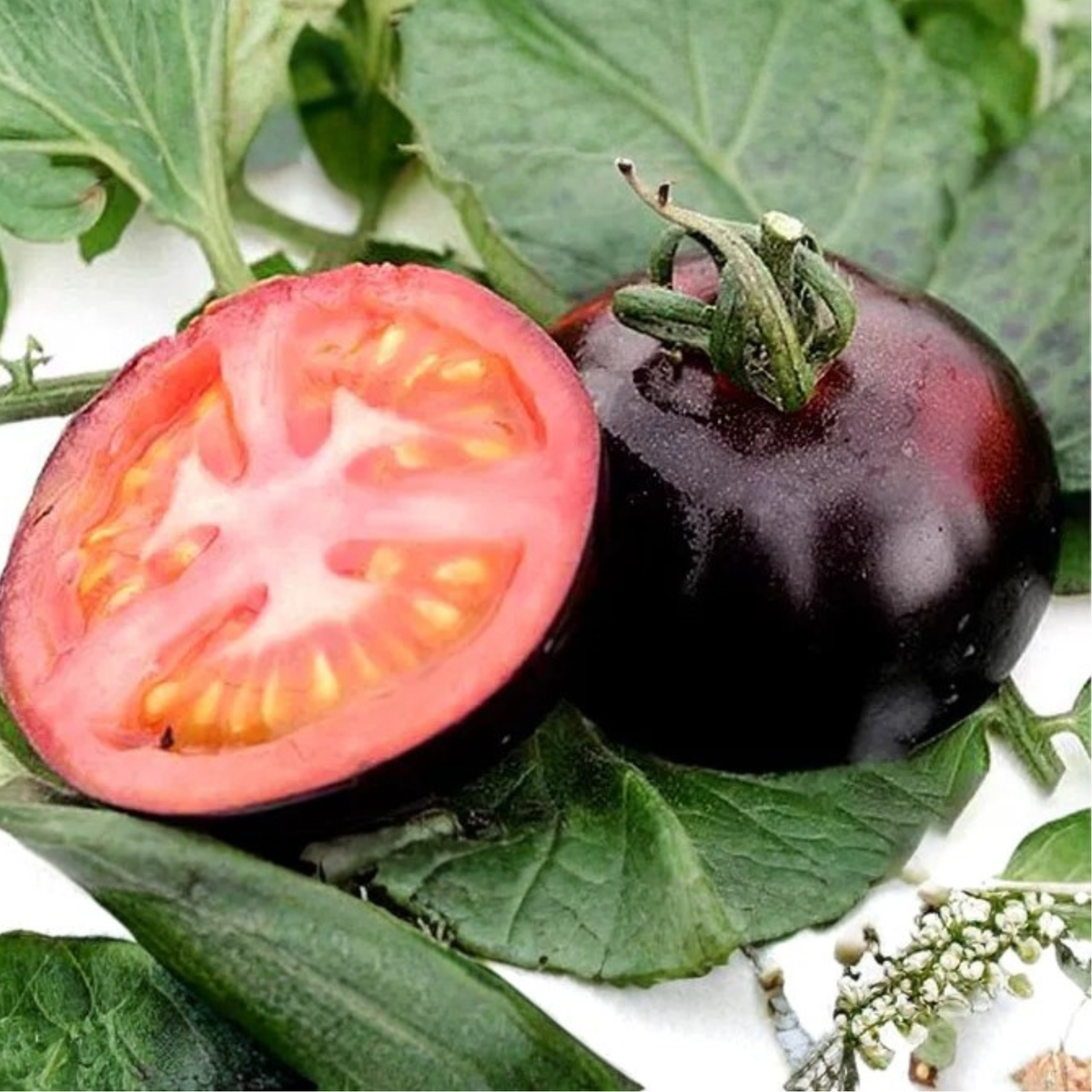 Black Tomato Garden Seeds