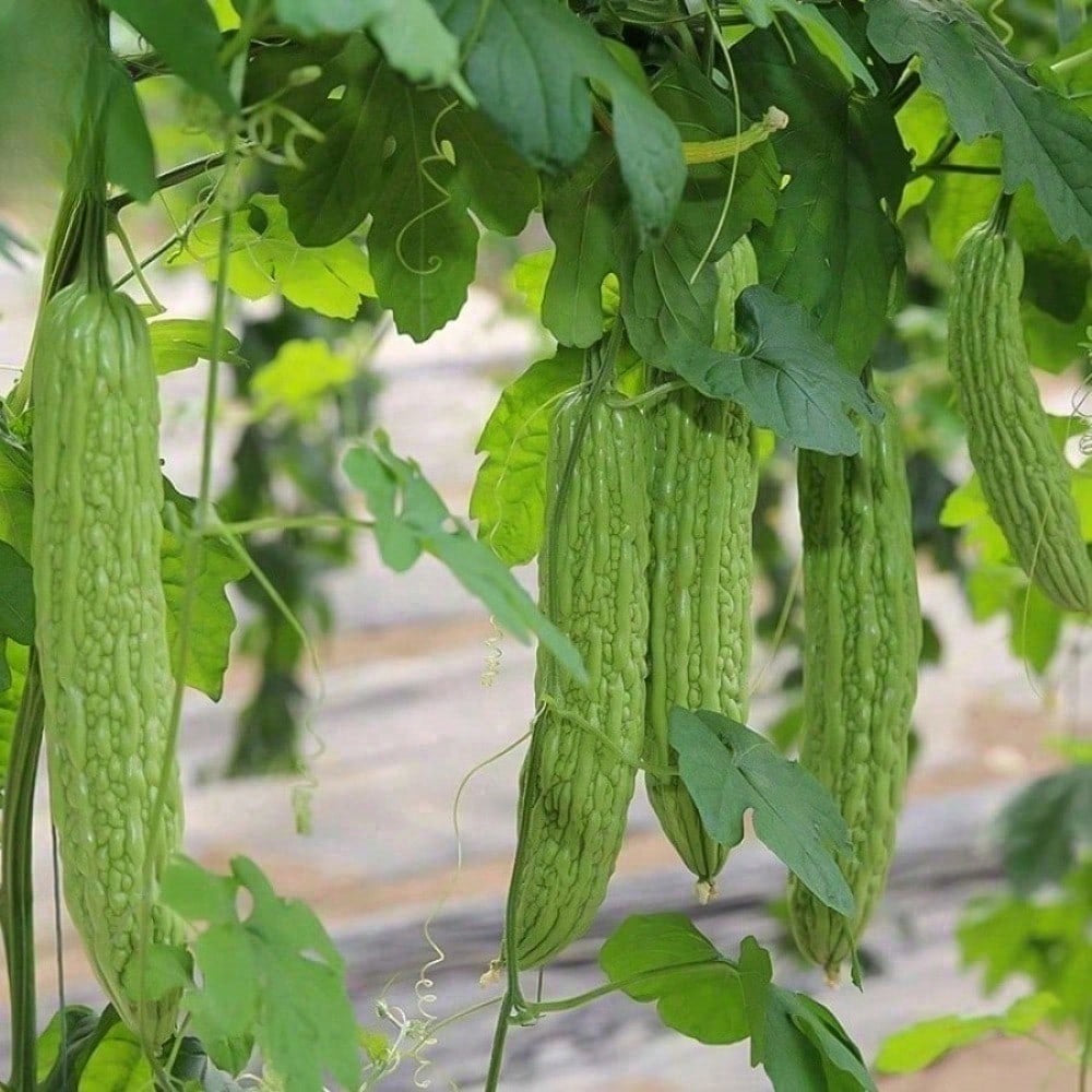 Pack Of 10 Bitter Gourd Ampalaya Long Green Plants Seeds