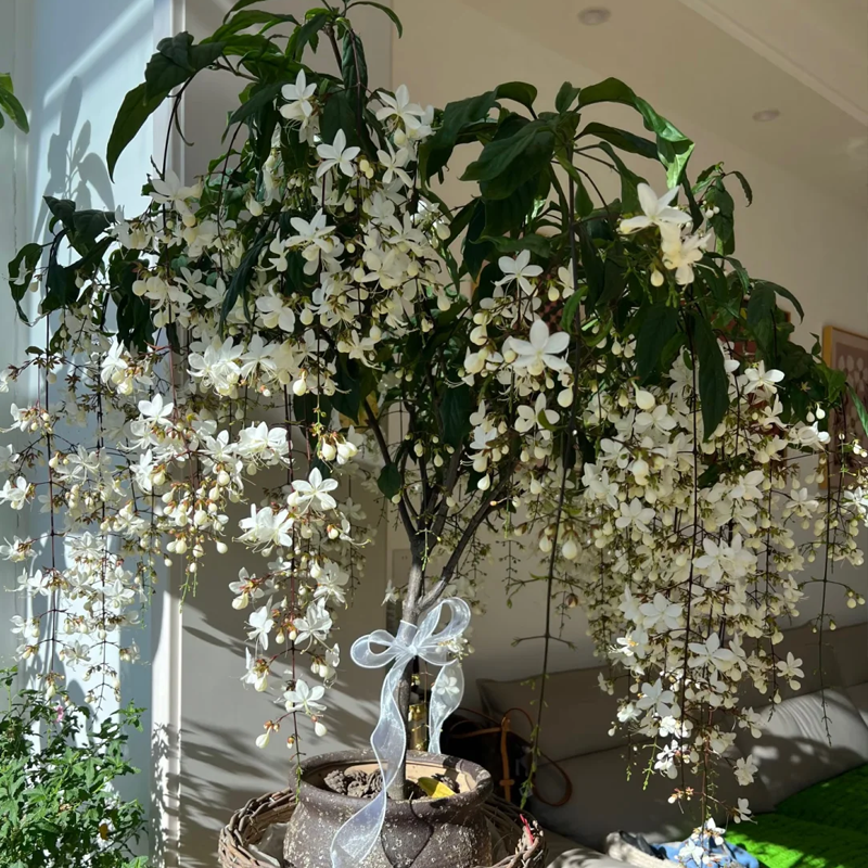 💐 Midnight Perfume - Weeping Jasmine Seeds