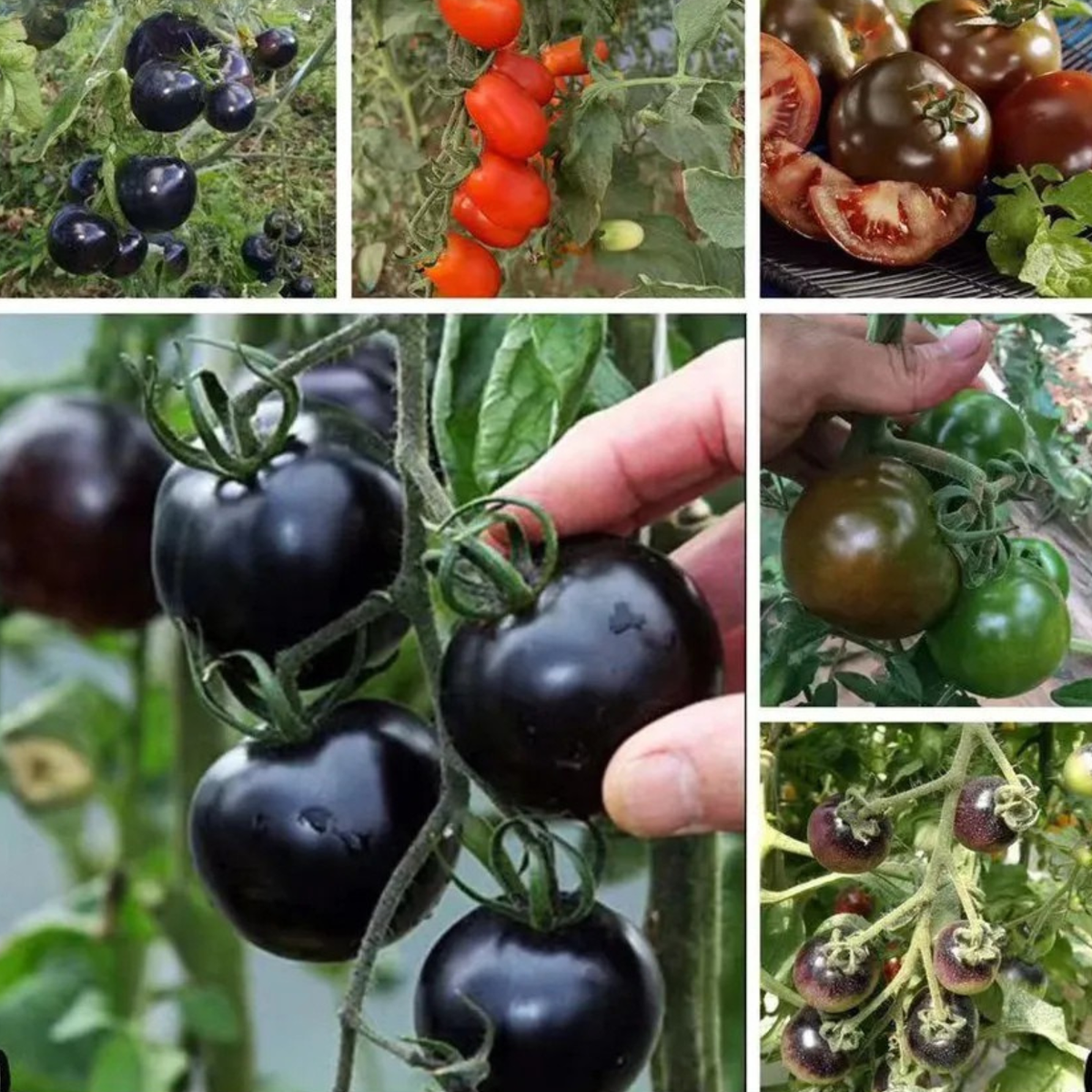 Black Tomato Garden Seeds