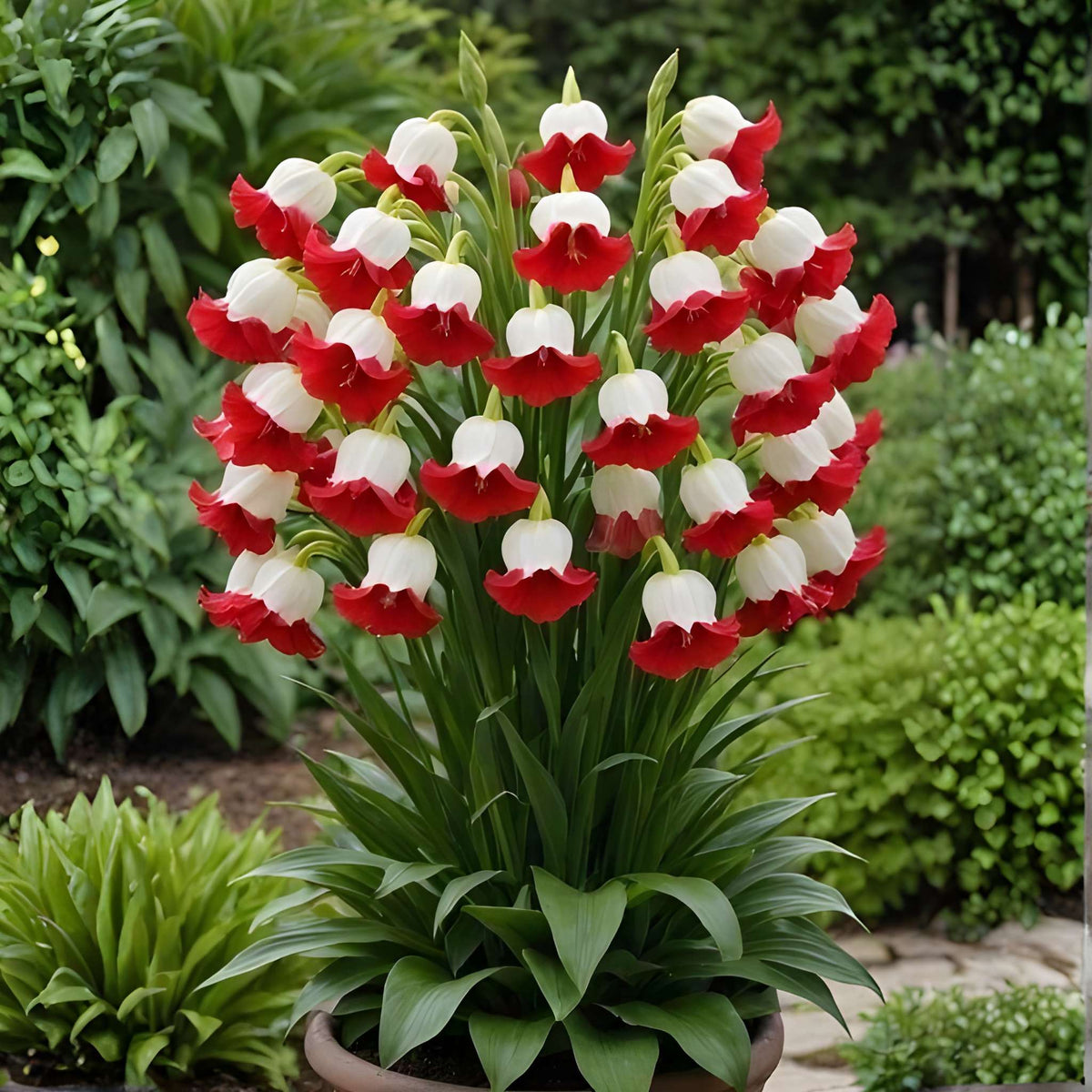 95 Pieces Perennial Flower Plants For Outdoor Landscaping And Garden Decoration