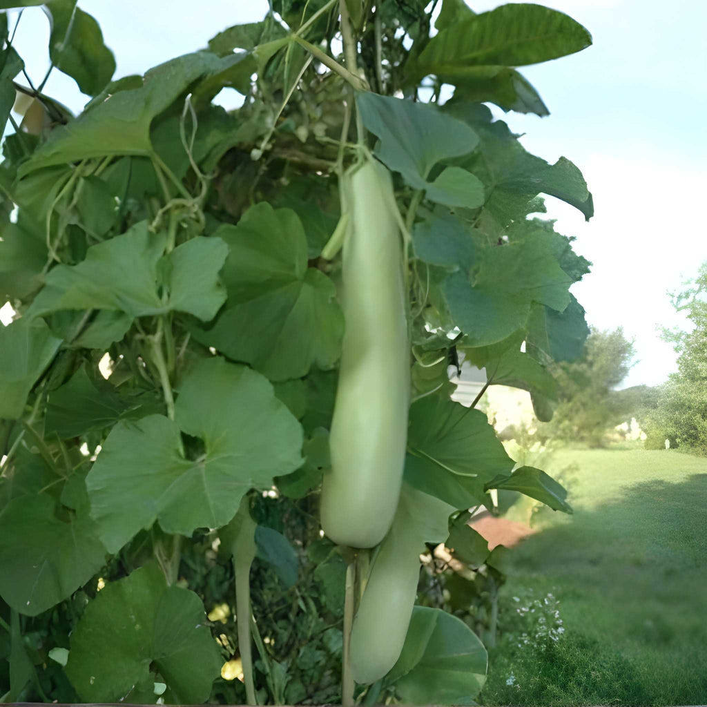 Long Bottle Gourd Seeds