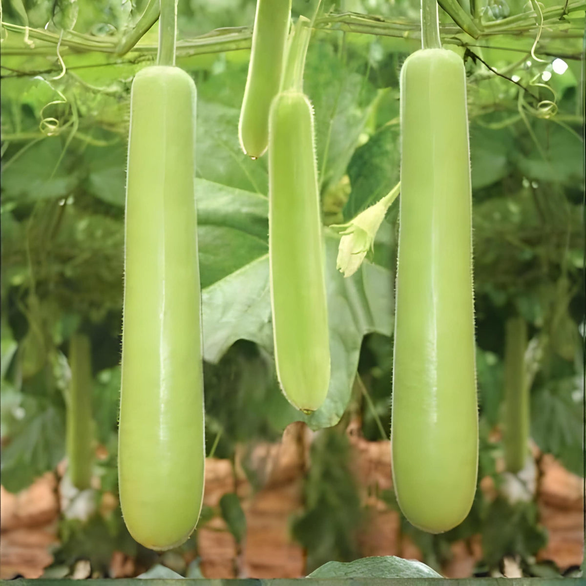 Long Bottle Gourd Seeds
