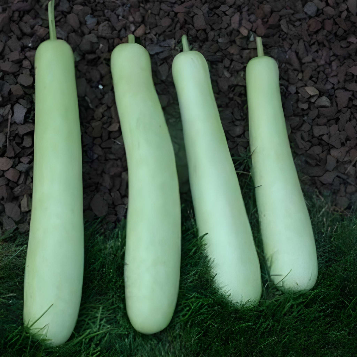 Long Bottle Gourd Seeds