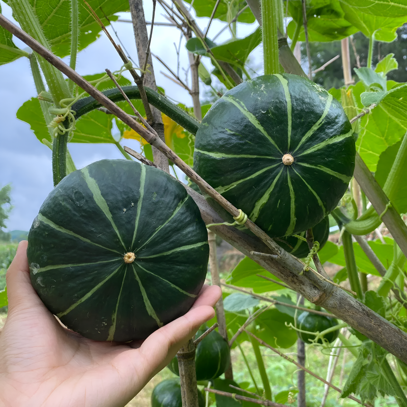 Mini Pumpkin Seeds For Home Vegetable Garden