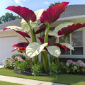 300 Pieces Canna Taro Plant Seeds For Garden And Home Flower Growing