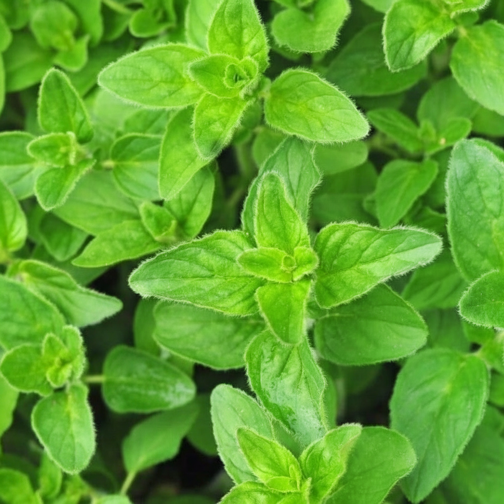800 Pieces High Germination Rate Oregano Heirloom Nongmo Herb Plant Seeds For Gardening