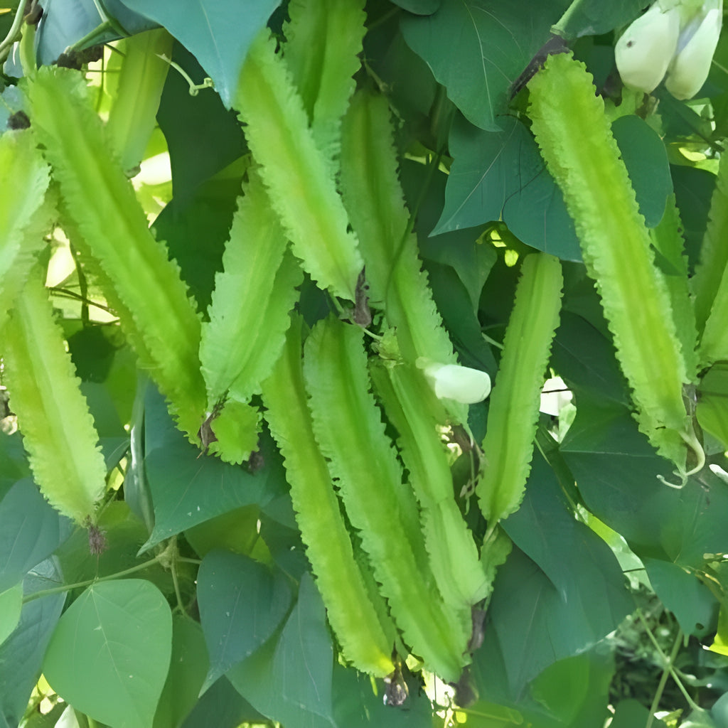 200 Pieces Bag Winged Bean Plants Seeds For Home Garden Cultivation