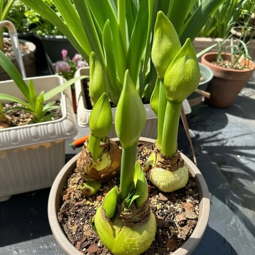 100 Amaryllis seeds, suitable for indoor and outdoor garden planting.