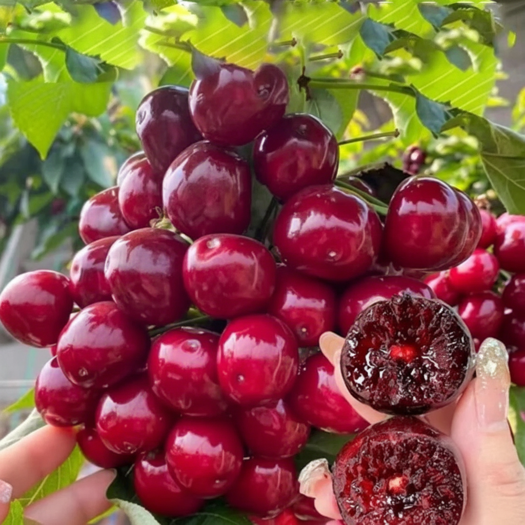 Cherry seeds that develop a robust root system (suitable for gardens and balconies)