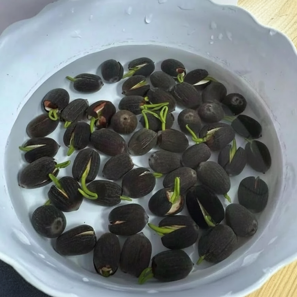 40 Pieces Mixed Lotus Seeds For Bowl Planting