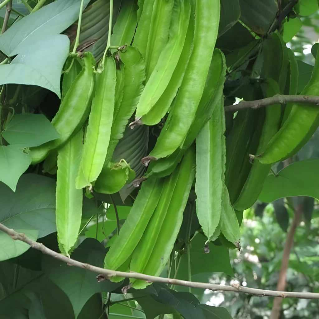 200 Pieces Bag Winged Bean Plants Seeds For Home Garden Cultivation