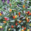 30 Pieces Bolivian Rainbow Hot Pepper Ornamental Chili Seeds For Garden And Home Growing