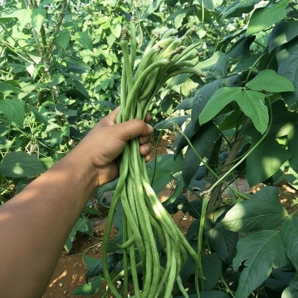 100 Yard Long Beans With High Yield Pods For Garden