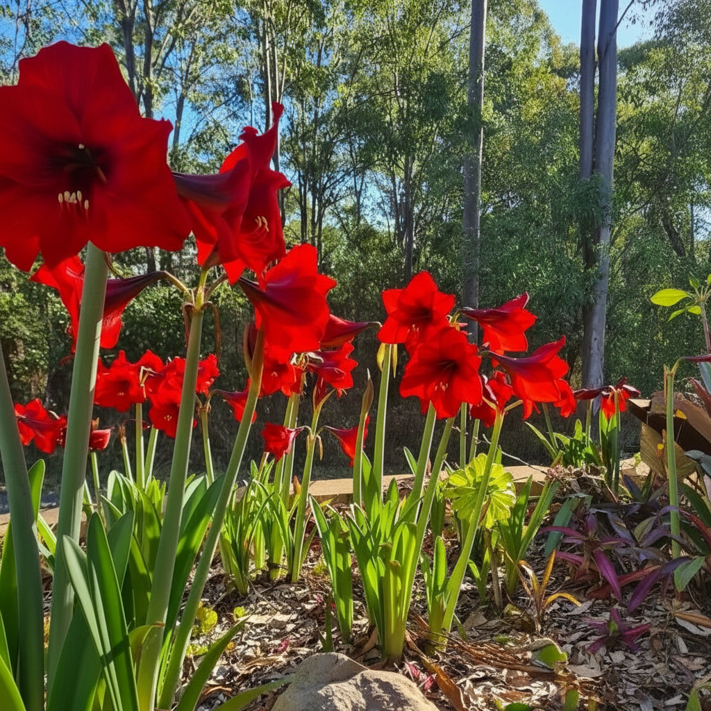 100 Amaryllis seeds, suitable for indoor and outdoor garden planting.