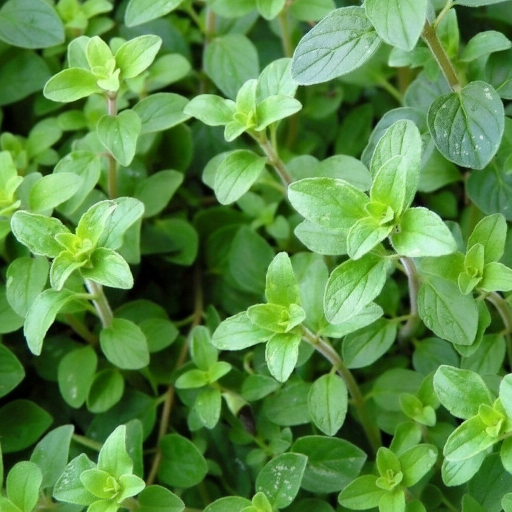 800 Pieces High Germination Rate Oregano Heirloom Nongmo Herb Plant Seeds For Gardening