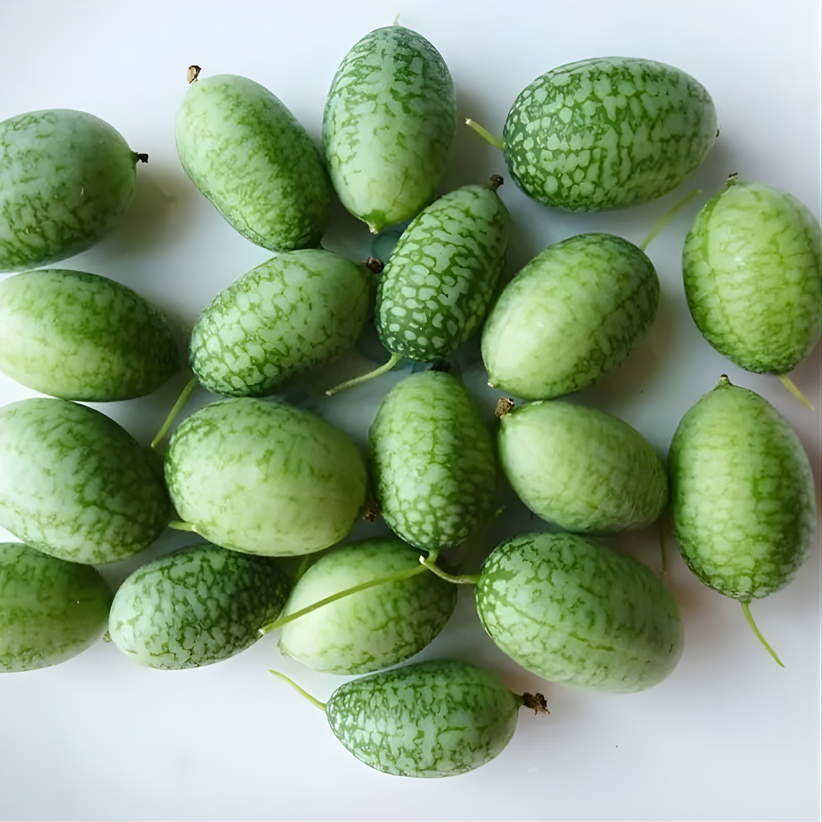 Mini Watermelon Plant Seeds For Garden