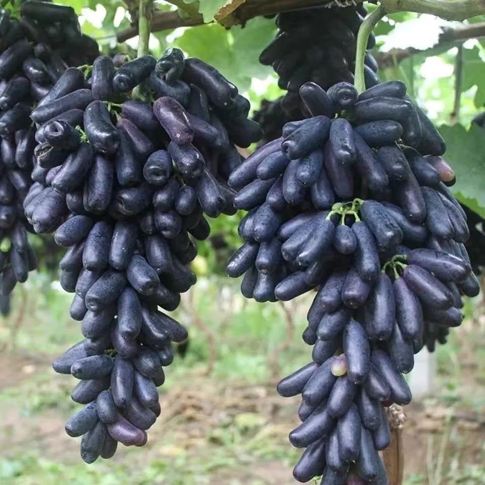 Sapphire Grape Seeds For Backyard Fruit Garden