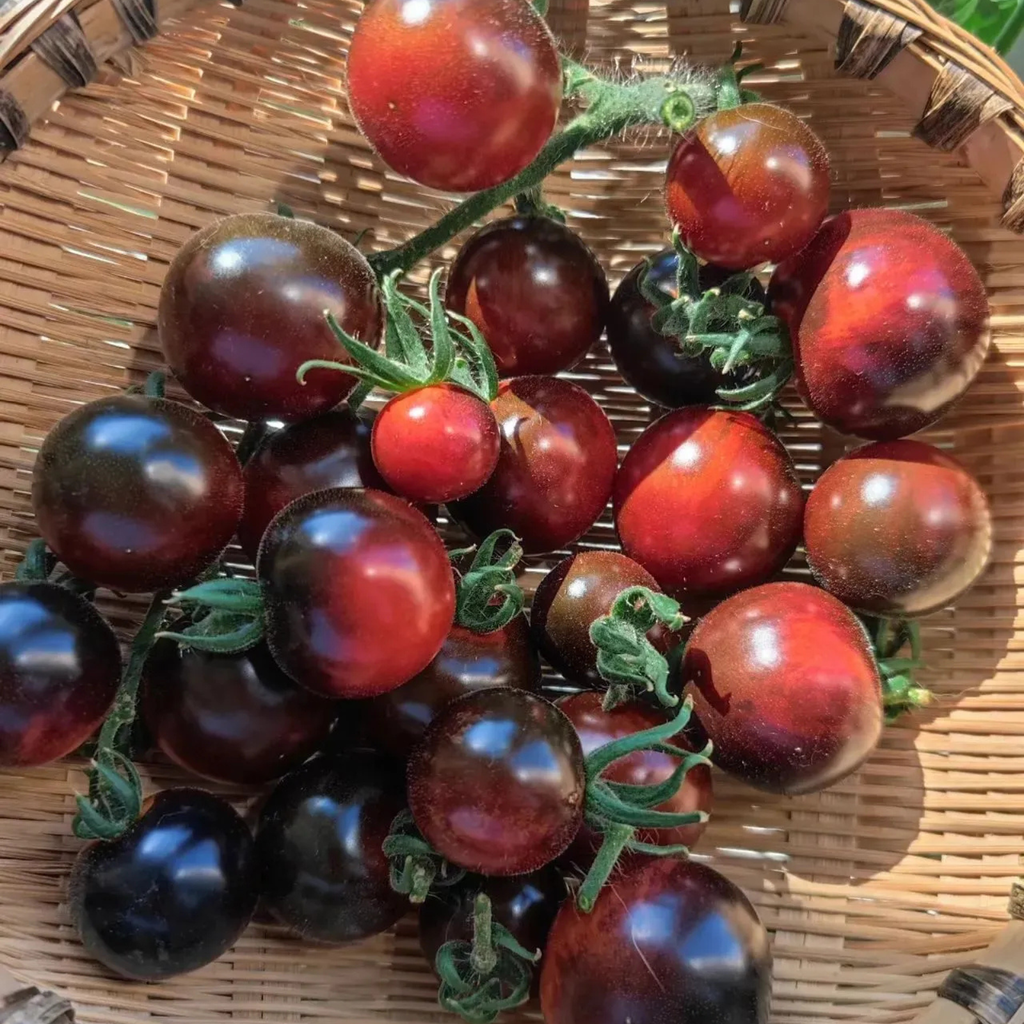 Black Tomato Garden Seeds