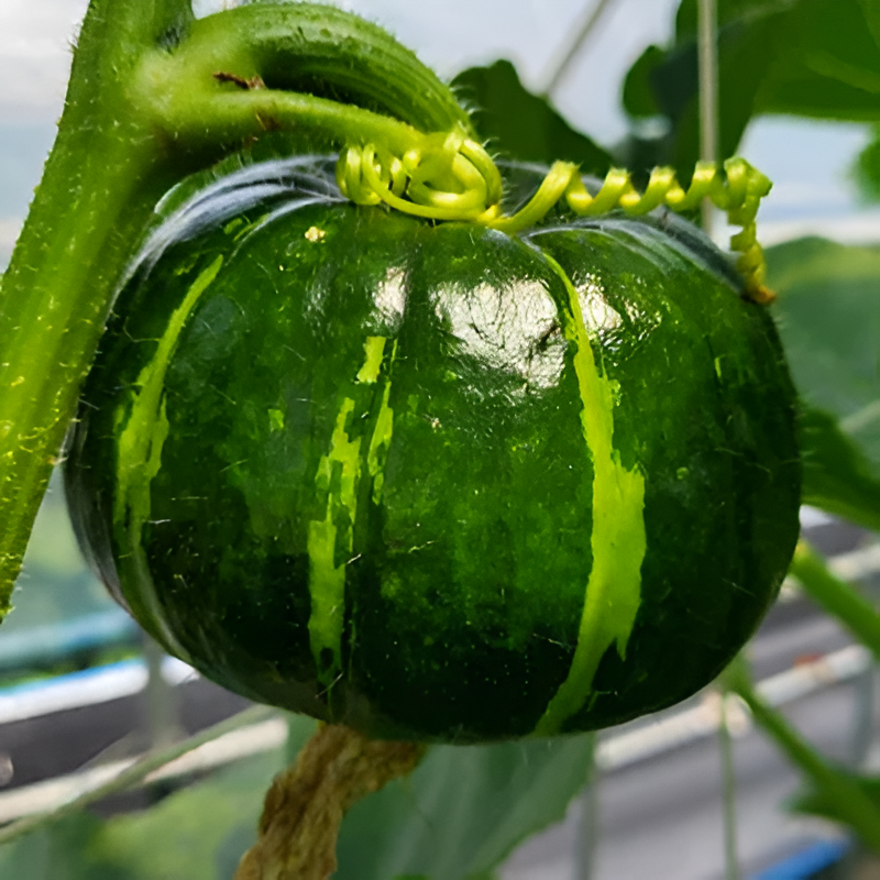 Mini Pumpkin Seeds For Home Vegetable Garden