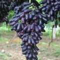 Sapphire Grape Seeds For Backyard Fruit Garden