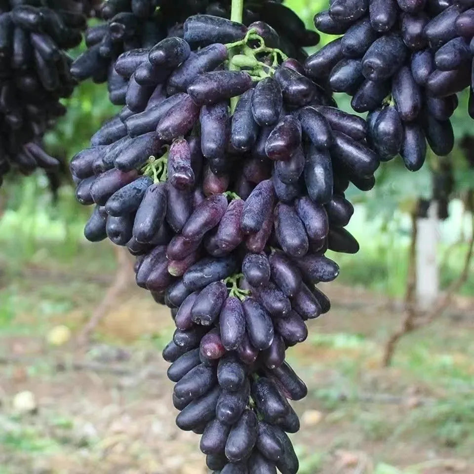 Sapphire Grape Seeds For Backyard Fruit Garden