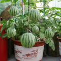 Ruby Watermelon Seeds For Backyard Fruit Gardening