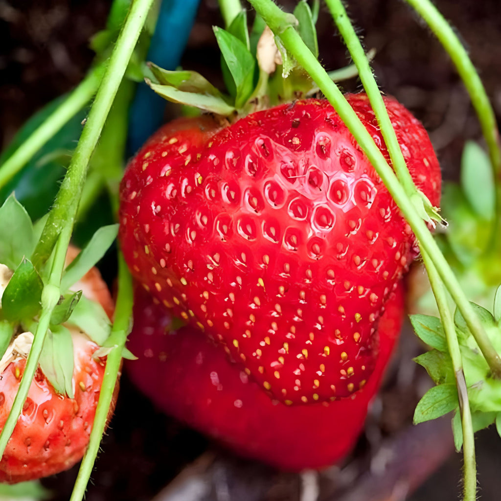 200 Pieces Of Strawberry Seeds For Fall And Spring Planting
