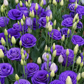 Lisianthus Flower Seeds For Garden Blooming Plants